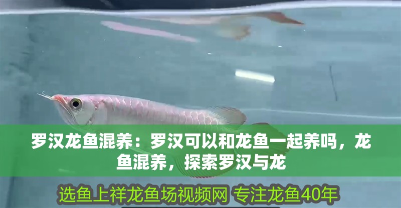 羅漢龍魚混養：羅漢可以和龍魚一起養嗎，龍魚混養，探索羅漢與龍