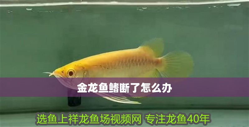 金龍魚鰭斷了怎么辦