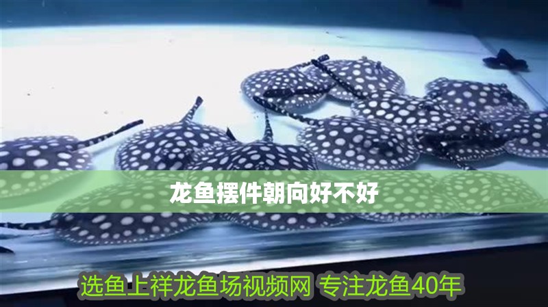 龍魚擺件朝向好不好
