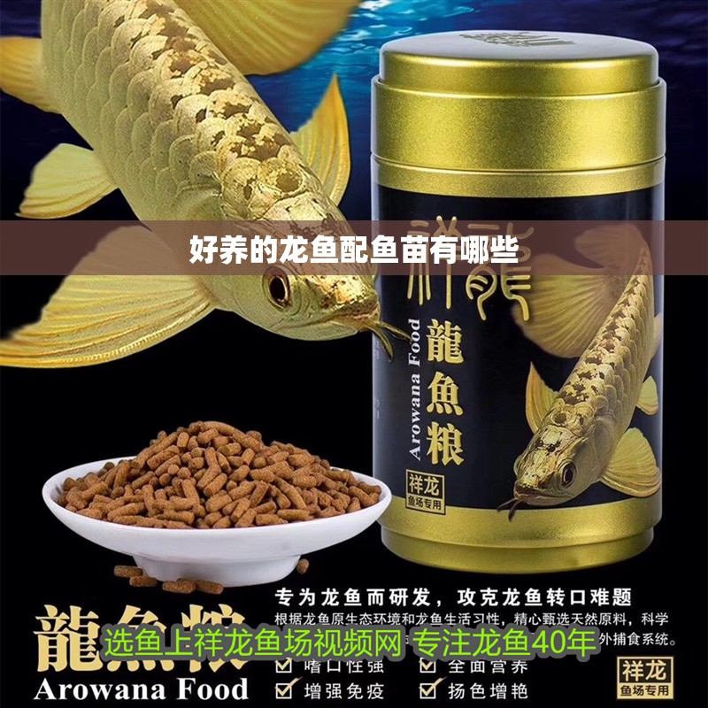 好養的龍魚配魚苗有哪些