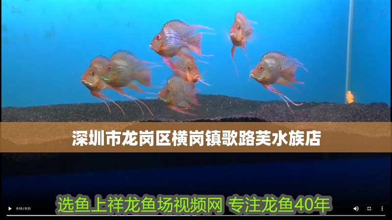 深圳市龍崗區橫崗鎮歌路芙水族店
