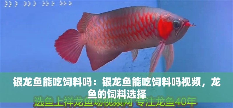 銀龍魚能吃飼料嗎：銀龍魚能吃飼料嗎視頻，龍魚的飼料選擇