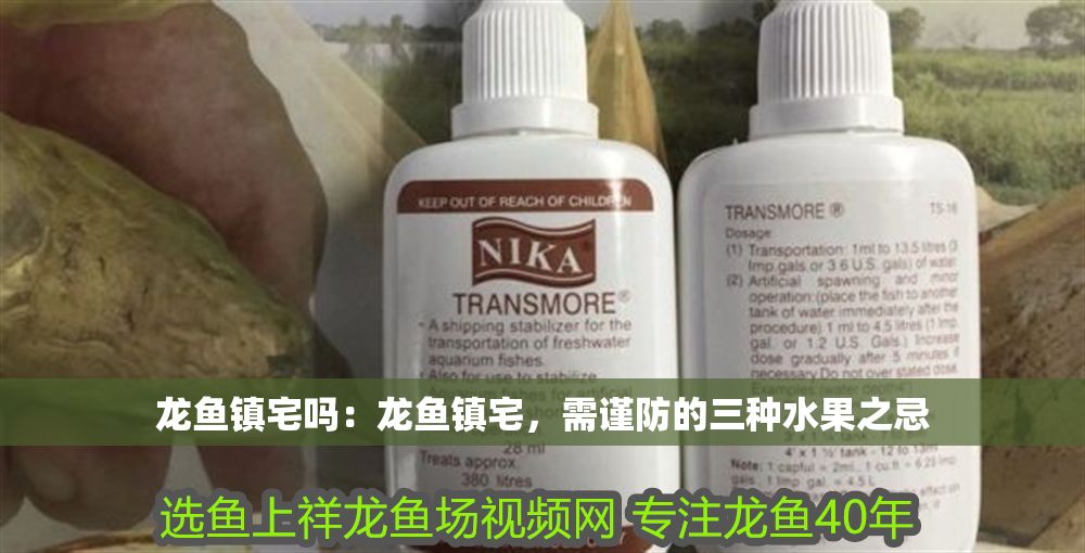 詳細閱讀:龍魚鎮(zhèn)宅嗎:龍魚鎮(zhèn)宅,需謹防的三種水果之忌 龍魚鎮(zhèn)宅嗎:龍魚鎮(zhèn)宅,需謹防的三種水果之忌