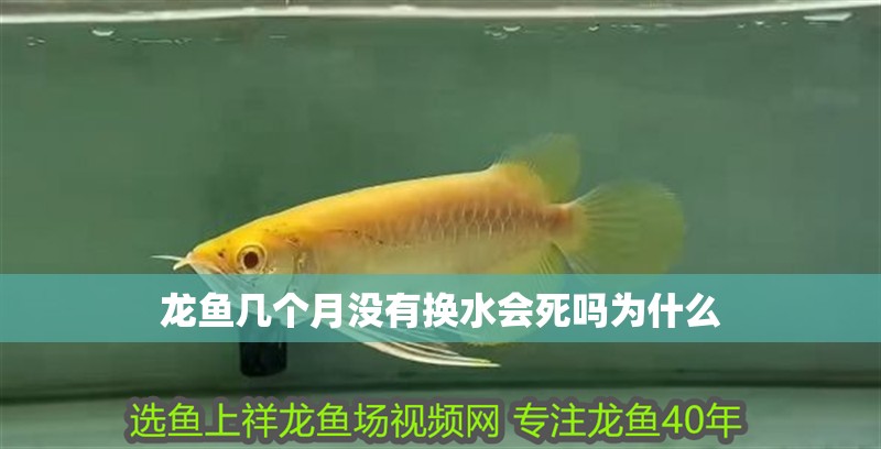 龍魚(yú)幾個(gè)月沒(méi)有換水會(huì)死嗎為什么
