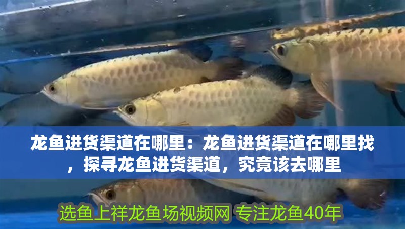 龍魚進貨渠道在哪里：龍魚進貨渠道在哪里找，探尋龍魚進貨渠道，究竟該去哪里