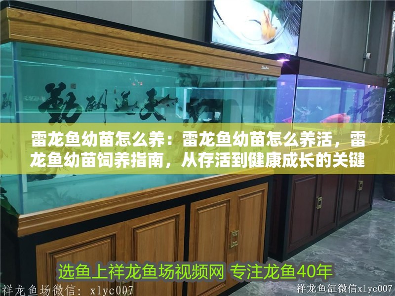 雷龍魚幼苗怎么養：雷龍魚幼苗怎么養活，雷龍魚幼苗飼養指南，從存活到健康成長的關鍵要點