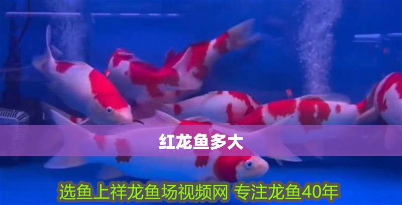 紅龍魚多大