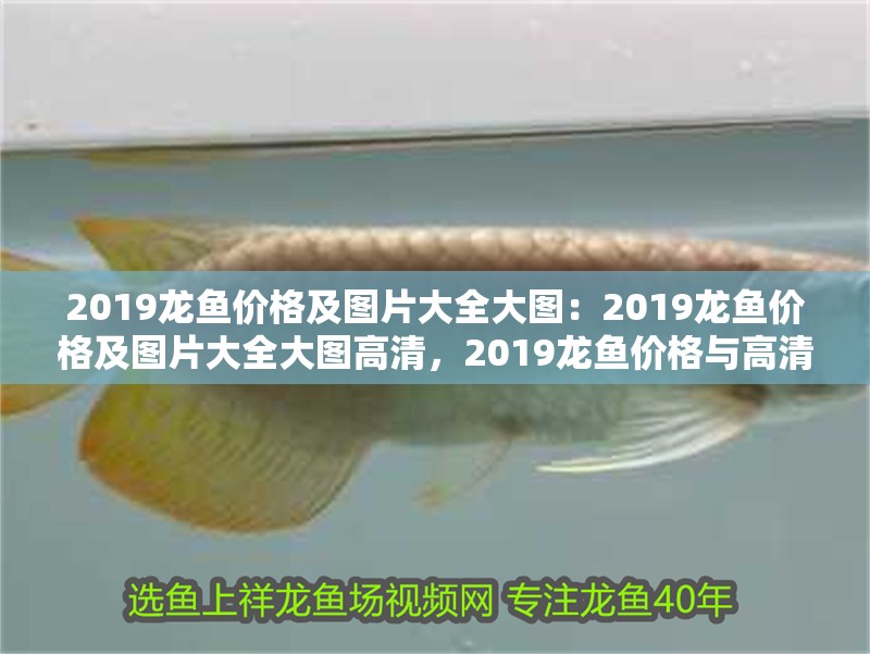 2019龍魚價(jià)格及圖片大全大圖：2019龍魚價(jià)格及圖片大全大圖高清，2019龍魚價(jià)格與高清 2019龍魚價(jià)格及圖片大全大圖：2019龍魚價(jià)格及圖片大全大圖高清，2019龍魚價(jià)格與高清 水族問答
