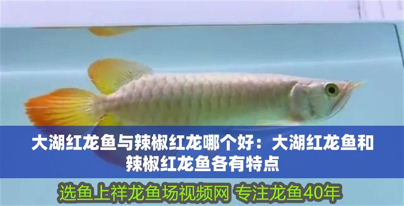 大湖紅龍魚與辣椒紅龍哪個好：大湖紅龍魚和辣椒紅龍魚各有特點