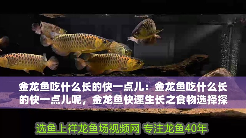 金龍魚吃什么長的快一點兒：金龍魚吃什么長的快一點兒呢，金龍魚快速生長之食物選擇探究 金龍魚吃什么長的快一點兒：金龍魚吃什么長的快一點兒呢，金龍魚快速生長之食物選擇探究 水族問答
