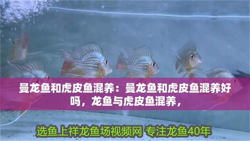 曼龍魚和虎皮魚混養：曼龍魚和虎皮魚混養好嗎，龍魚與虎皮魚混養，