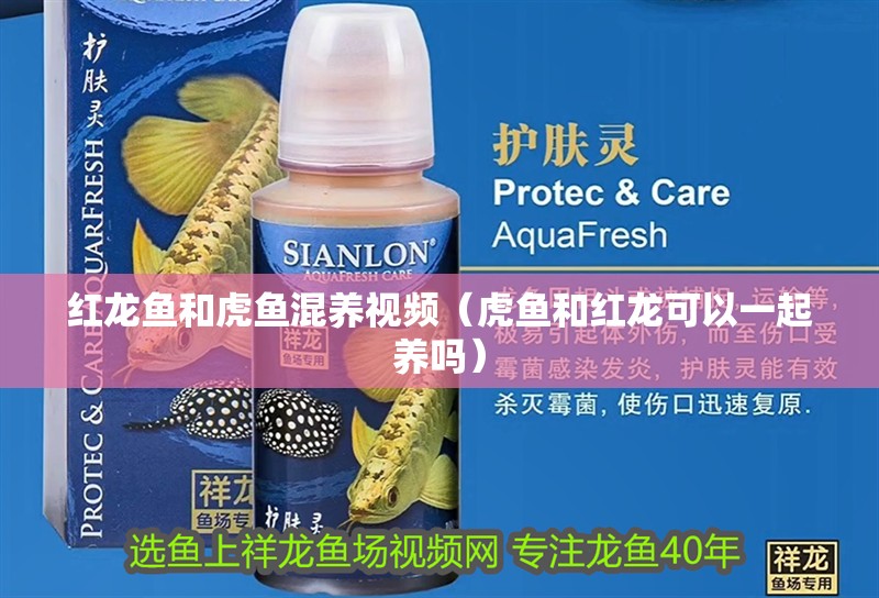 紅龍魚和虎魚混養視頻（虎魚和紅龍可以一起養嗎）