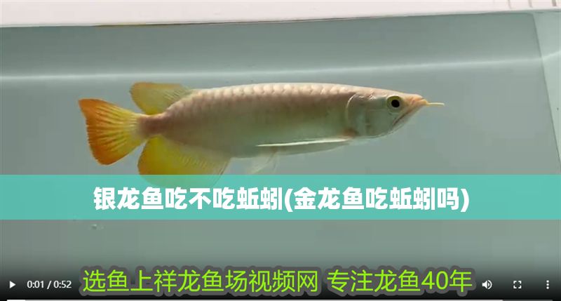 銀龍魚吃不吃蚯蚓(金龍魚吃蚯蚓嗎) 銀龍魚百科 第1張 銀龍魚吃不吃蚯蚓(金龍魚吃蚯蚓嗎) 銀龍魚吃不吃蚯蚓(金龍魚吃蚯蚓嗎) 銀龍魚百科 第1張