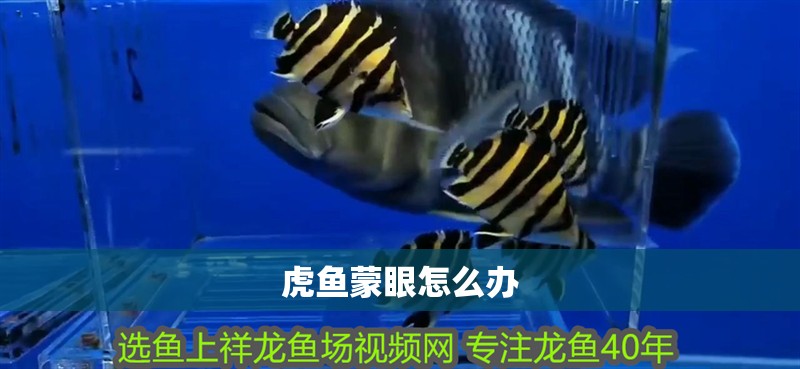 虎魚蒙眼怎么辦