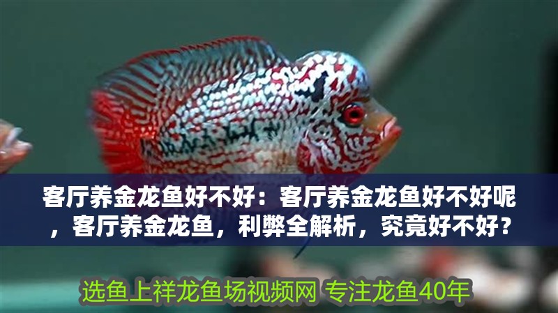 客廳養金龍魚好不好：客廳養金龍魚好不好呢，客廳養金龍魚，利弊全解析，究竟好不好？