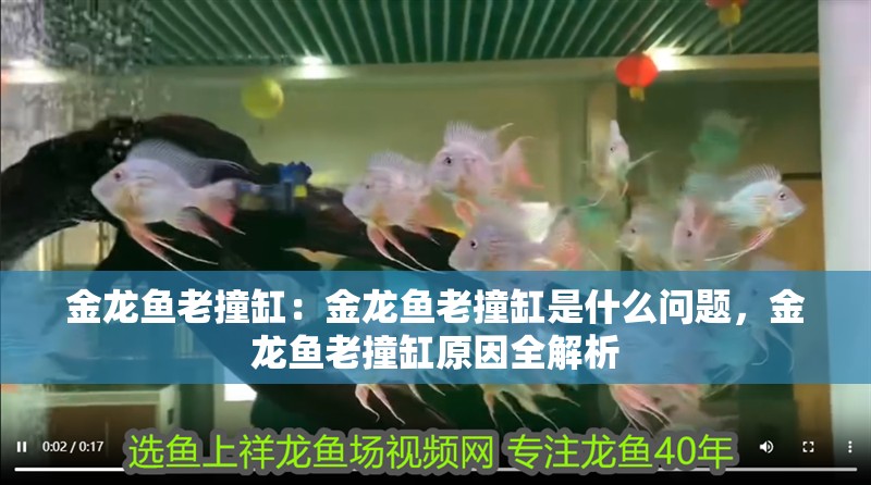 金龍魚老撞缸：金龍魚老撞缸是什么問題，金龍魚老撞缸原因全解析