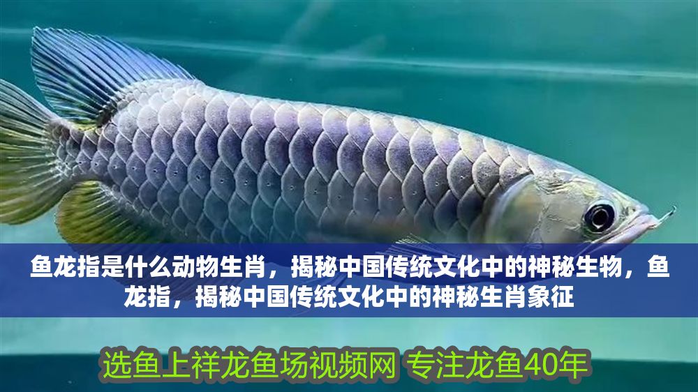 魚龍指是什么動(dòng)物生肖，揭秘中國(guó)傳統(tǒng)文化中的神秘生物，魚龍指，揭秘中國(guó)傳統(tǒng)文化中的神秘生肖象征