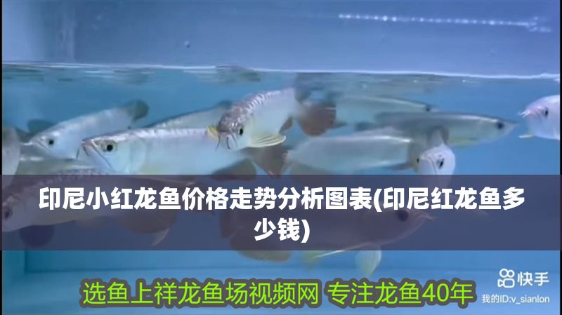 印尼小紅龍魚價格走勢分析圖表(印尼紅龍魚多少錢)