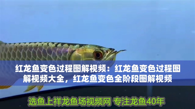 紅龍魚變色過程圖解視頻：紅龍魚變色過程圖解視頻大全，紅龍魚變色全階段圖解視頻