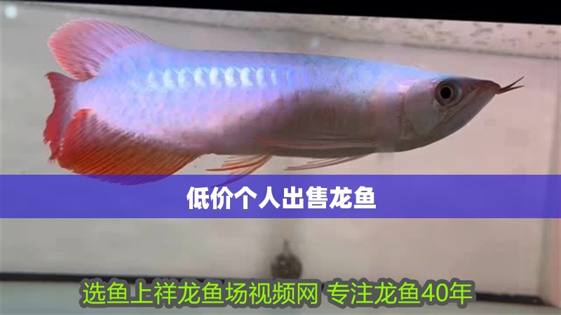 低價個人出售龍魚