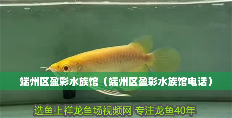 端州區(qū)盈彩水族館（端州區(qū)盈彩水族館電話）