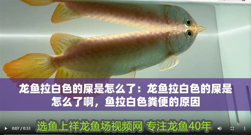 龍魚拉白色的屎是怎么了：龍魚拉白色的屎是怎么了啊，魚拉白色糞便的原因