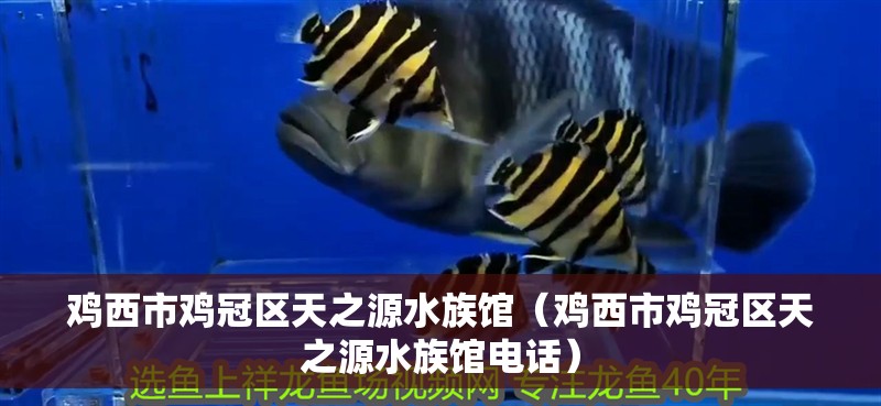 雞西市雞冠區(qū)天之源水族館（雞西市雞冠區(qū)天之源水族館電話）