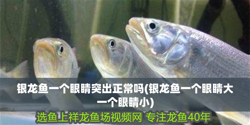 銀龍魚一個眼睛突出正常嗎(銀龍魚一個眼睛大一個眼睛小)