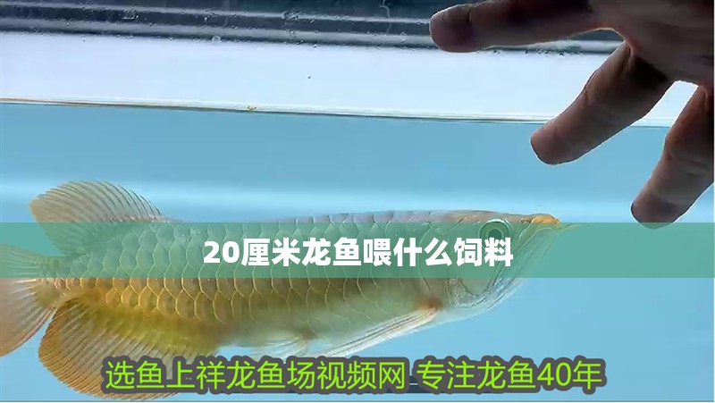 20厘米龍魚喂什么飼料