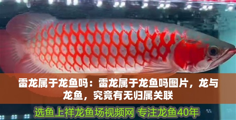 雷龍屬于龍魚嗎：雷龍屬于龍魚嗎圖片，龍與龍魚，究竟有無(wú)歸屬關(guān)聯(lián)
