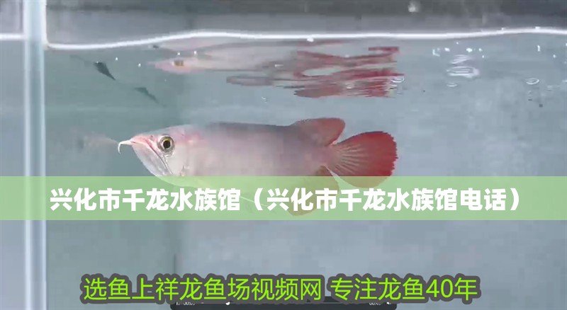 興化市千龍水族館（興化市千龍水族館電話）
