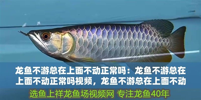龍魚不游總在上面不動正常嗎：龍魚不游總在上面不動正常嗎視頻，龍魚不游總在上面不動正常嗎