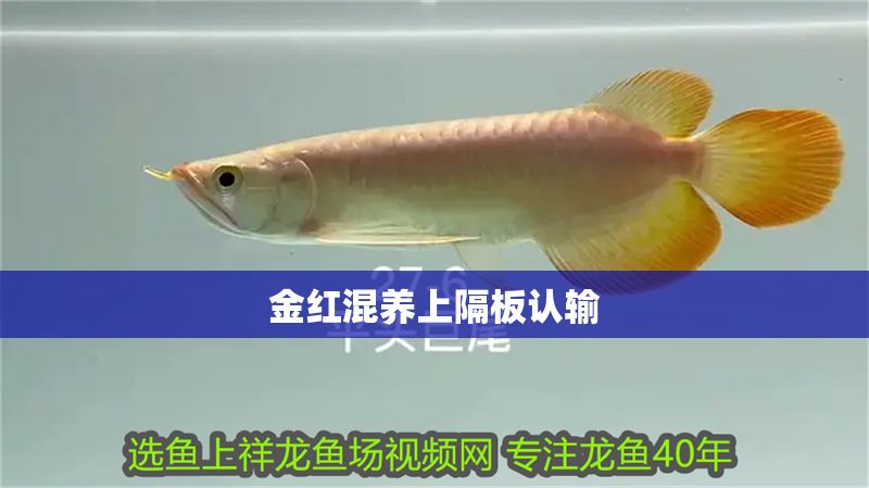 金紅混養上隔板認輸