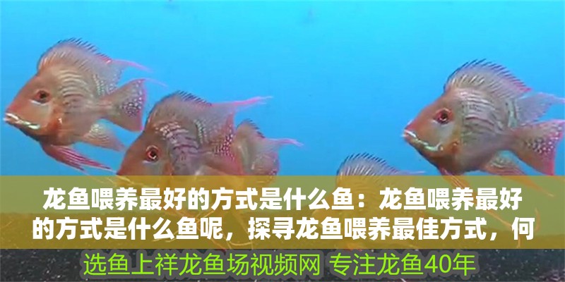 龍魚喂養最好的方式是什么魚：龍魚喂養最好的方式是什么魚呢，探尋龍魚喂養最佳方式，何種魚