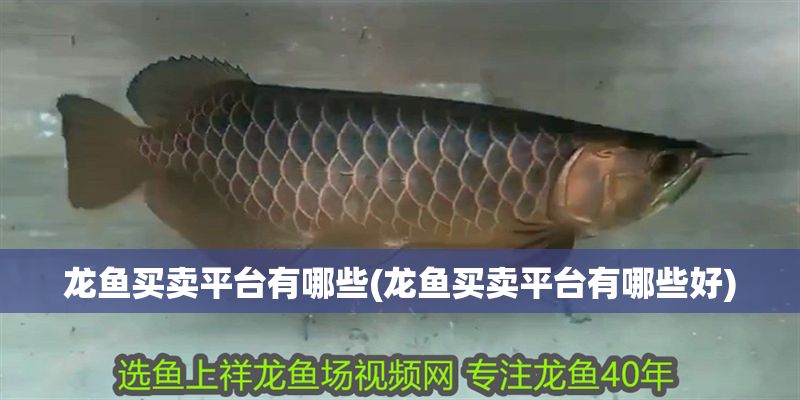 龍魚買賣平臺有哪些(龍魚買賣平臺有哪些好)