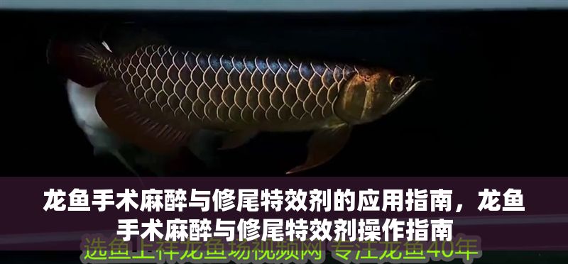 龍魚手術麻醉與修尾特效劑的應用指南，龍魚手術麻醉與修尾特效劑操作指南
