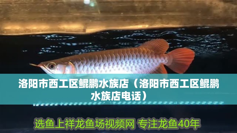 洛陽市西工區鯤鵬水族店（洛陽市西工區鯤鵬水族店電話）
