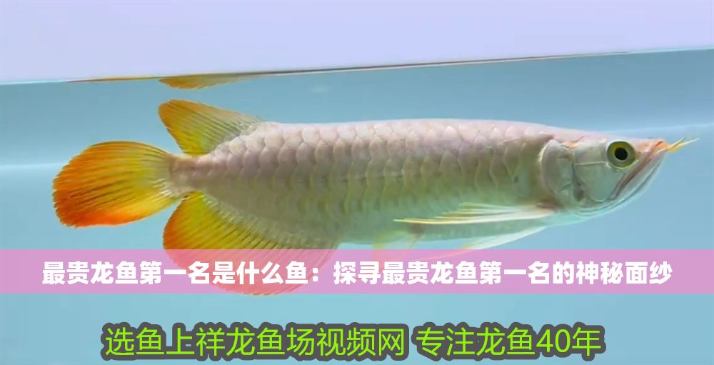 最貴龍魚第一名是什么魚：探尋最貴龍魚第一名的神秘面紗
