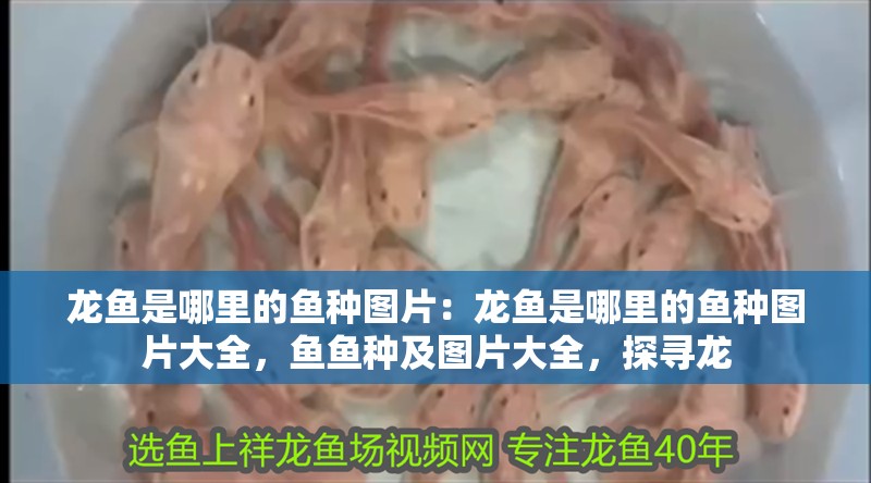 龍魚是哪里的魚種圖片：龍魚是哪里的魚種圖片大全，魚魚種及圖片大全，探尋龍