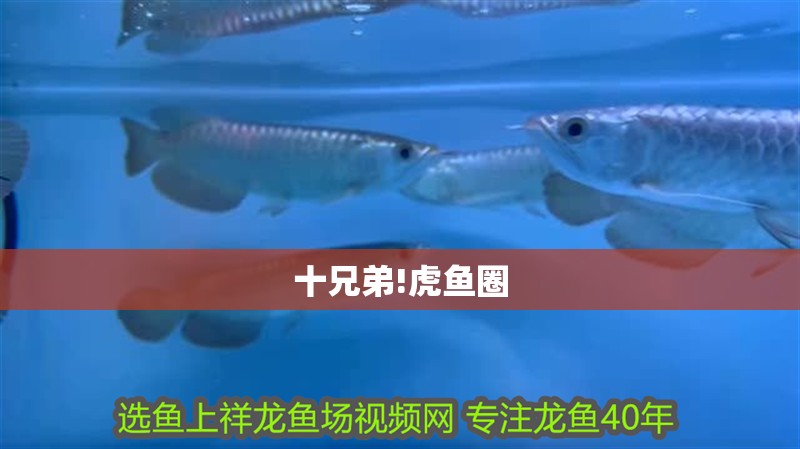 龍魚干蝦有營養嗎 十兄弟!虎魚圈 虎魚百科 十兄弟!虎魚圈 十兄弟!虎魚圈 虎魚百科