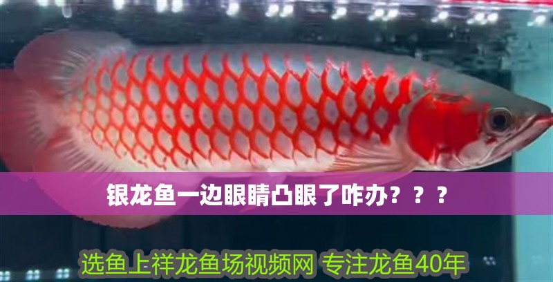 銀龍魚一邊眼睛凸眼了咋辦？？？