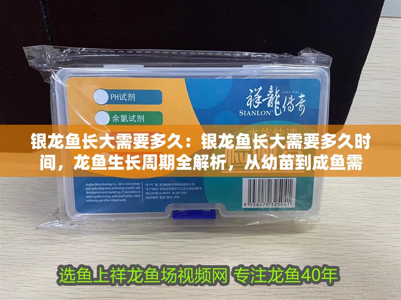 銀龍魚長大需要多久：銀龍魚長大需要多久時間，龍魚生長周期全解析，從幼苗到成魚需