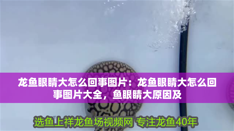 龍魚眼睛大怎么回事圖片：龍魚眼睛大怎么回事圖片大全，魚眼睛大原因及 龍魚眼睛大怎么回事圖片：龍魚眼睛大怎么回事圖片大全，魚眼睛大原因及 水族問答