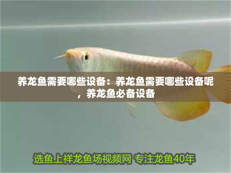 養龍魚需要哪些設備：養龍魚需要哪些設備呢，養龍魚必備設備