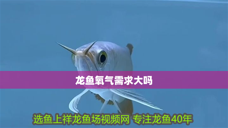 龍魚氧氣需求大嗎