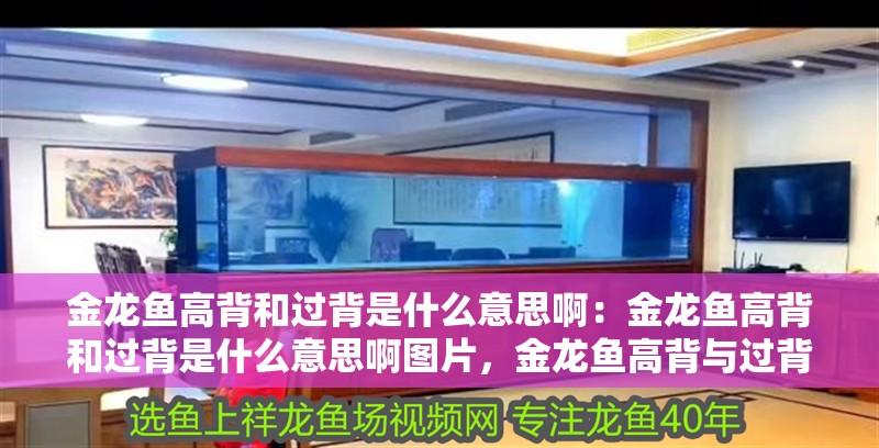 金龍魚高背和過背是什么意思啊：金龍魚高背和過背是什么意思啊圖片，金龍魚高背與過背含義