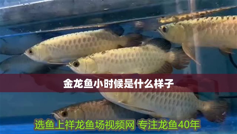 金龍魚小時候是什么樣子