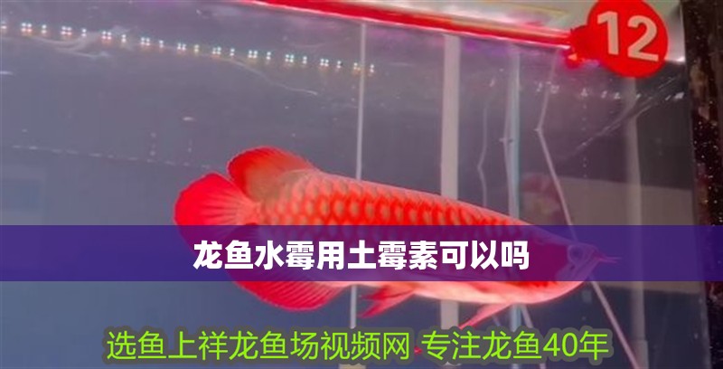 龍魚水霉用土霉素可以嗎