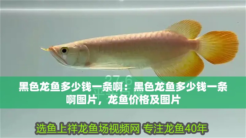 黑色龍魚多少錢一條啊：黑色龍魚多少錢一條啊圖片，龍魚價格及圖片