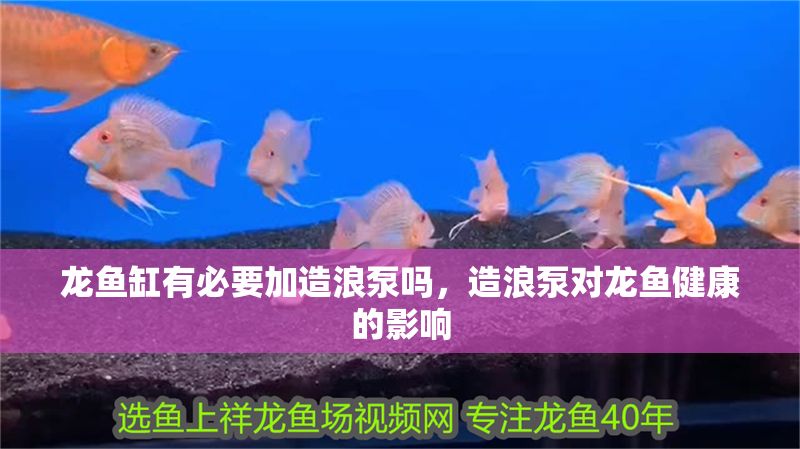 龍魚缸有必要加造浪泵嗎，造浪泵對龍魚健康的影響